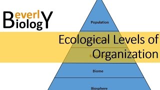 Ecological Levels of Organization [upl. by Boucher]