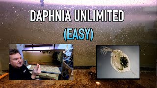 How I Raise Daphnia Water Fleas And You Can Too [upl. by Faina]