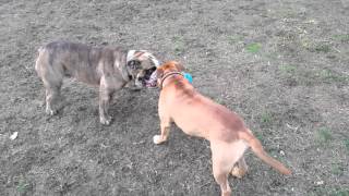 English Staffordshire Bull Terrier vs English Bull Dog [upl. by Savihc]