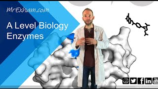 Enzymes Part 1  Structure function and rates  A Level Biology [upl. by Medorra763]