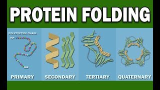 PROTEIN FOLDING [upl. by Brandice]