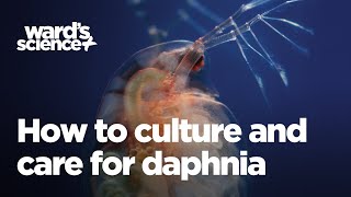 Caring and Culturing for Daphnia [upl. by Adev981]