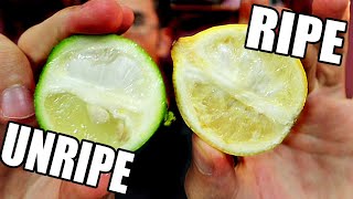 LIMES ARE ACTUALLY YELLOW  A RipeUnripe Comparison  Weird Fruit Explorer [upl. by Dlared]