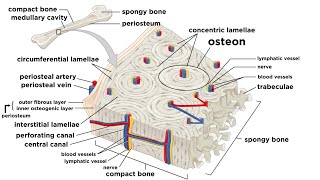 Bones Structure and Types [upl. by Mccreary]