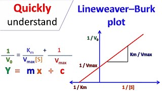 Lineweaver Burk plot [upl. by Azilanna]