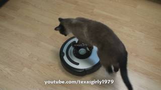 Cat shows HOW TO use iRobot Roomba Vacuum [upl. by Anuska]