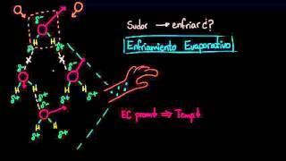 Enfriamiento evaporativo  Agua ácidos y bases  Biología  Khan Academy en Español [upl. by Ellehsem516]