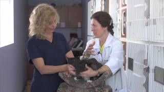 Why do cats cough up hairballs Dr Michel explains [upl. by Ened69]