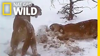 Watch How Pumas Fight Keep the Peace and Share a Meal  Nat Geo Wild [upl. by Callum]