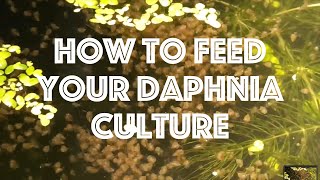 How To Feed Your Daphnia Culture [upl. by Trebleht]