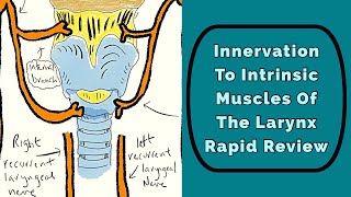 Laryngoscopy And Videostroboscopy What Why How and When [upl. by Harrod316]