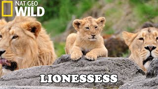 Lion Documentary  New Generation Will They Survive  Wild Life 2020 Full HD 1080p [upl. by Reider38]