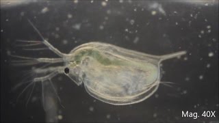 Daphnia magna under the Microscope [upl. by Kleeman]