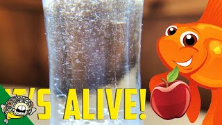 How to culture Vinegar Eels The EASY Way Live Fish Food [upl. by Sacram]