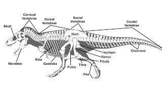 A Guide to Paleontological Terms [upl. by Ennoryt]