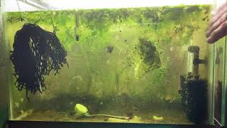 Scuds Daphnia Cherry Shrimp Copepods My aquatic food culture [upl. by Silisav]