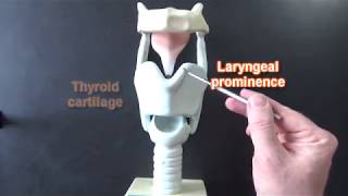 Larynx Model  Respiratory System [upl. by Consolata631]