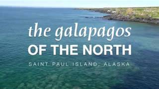 St Paul Island Alaska  quotThe Galapagos of the Northquot  A Documentary [upl. by Hartzel]