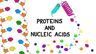 Proteins and Nucleic Acids [upl. by Nylacaj]