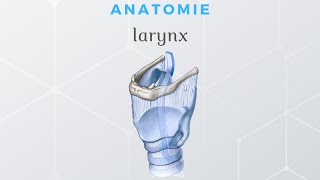 Anatomie du Larynx [upl. by Aleehs]