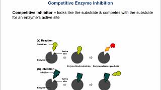 Enzyme Kinetics [upl. by Aika]