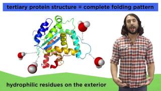 Protein Structure [upl. by Ynatil]