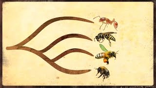 Insect Phylogeny Understanding evolutionary relationships [upl. by Ayekahs]