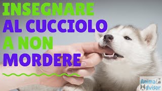 Come Insegnare al Cucciolo a non Mordere [upl. by Dinesh]