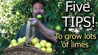 5 Tips How to Grow a Ton of Limes on One Tree  Totally Organic [upl. by Rawna]