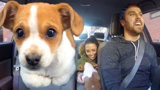 Surprising Uber Riders with a Puppy [upl. by Chud]