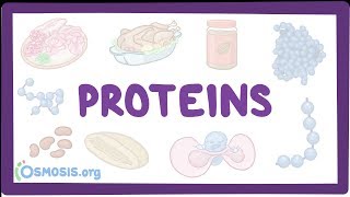 Proteins [upl. by Morty275]