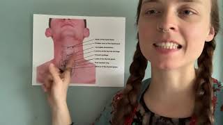 Component Focus 2  “How Do I Control My Larynx”  Voice Breakdown [upl. by Beichner508]