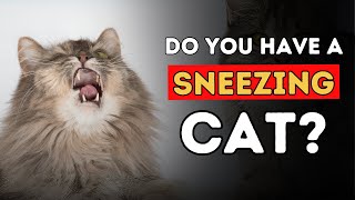 Sneezing Cat 5 Effective Home Remedies [upl. by Bubb]