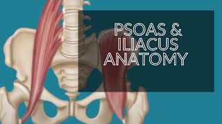 Anatomy Series  Psoas amp Iliacus Iliopsoas  Hip Flexors [upl. by Ethelstan856]