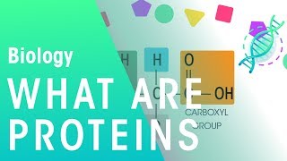 What Are Proteins  Cells  Biology  FuseSchool [upl. by Notsob167]