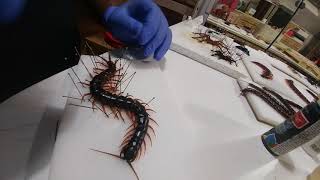 How to mount a centipede in a living pose [upl. by Zingale678]