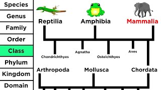 Phylogeny and the Tree of Life [upl. by Nylecoj]