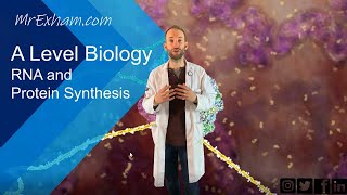 RNA and Protein Synthesis  A Level Biology [upl. by Alf]