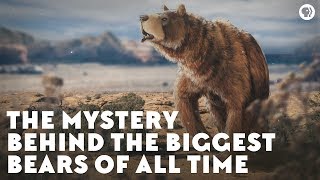 The Mystery Behind the Biggest Bears of All Time [upl. by Akemak]