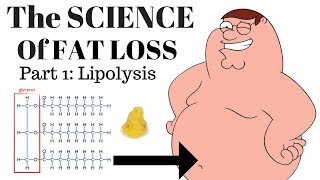 The SCIENCE of FAT LOSS Lipolysis [upl. by Enrichetta]