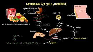 Lipogenesis Summarised [upl. by Oirevas]