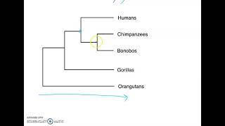 Phylogenetic Tree Basics [upl. by Aetnahs]