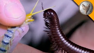 Millipede vs Centipede [upl. by Aisatana]