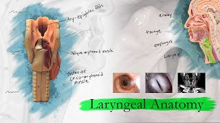 Best Exercise for a Low Larynx [upl. by Samuella]