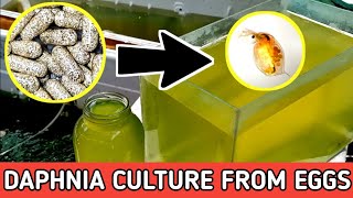 HOW TO HATCH DAPHNIA EGGS  HOW TO CULTURE DAPHNIA [upl. by Surdna]