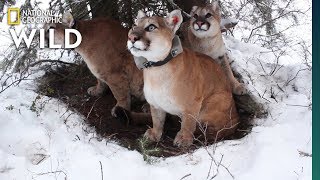 How Mountain Lion Mothers Care for Their Kittens  Nat Geo Wild [upl. by Flodur68]