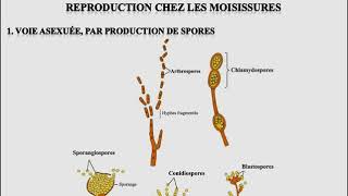 L1SA  Cours de Microbiologie Générale  Mycologie [upl. by Terrye615]