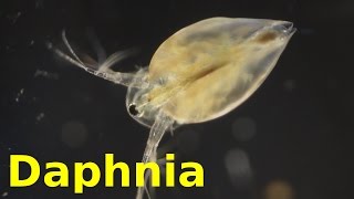 Daphnia [upl. by Chang]