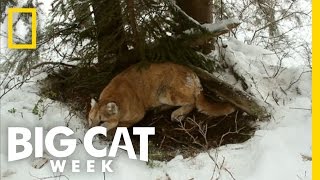 Top 3 Cougar Facts  Big Cat Week [upl. by Alhahs]