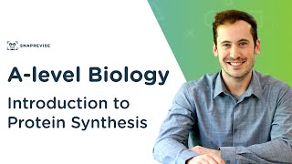 Introduction to Protein Synthesis  Alevel Biology  OCR AQA Edexcel [upl. by Saenihp]